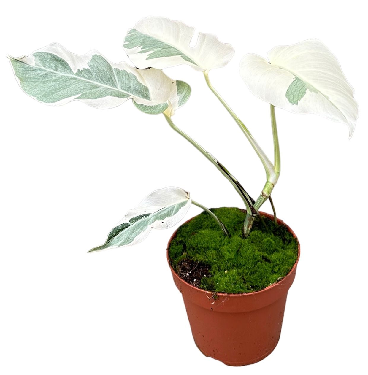 Monstera White Ghost, D 17