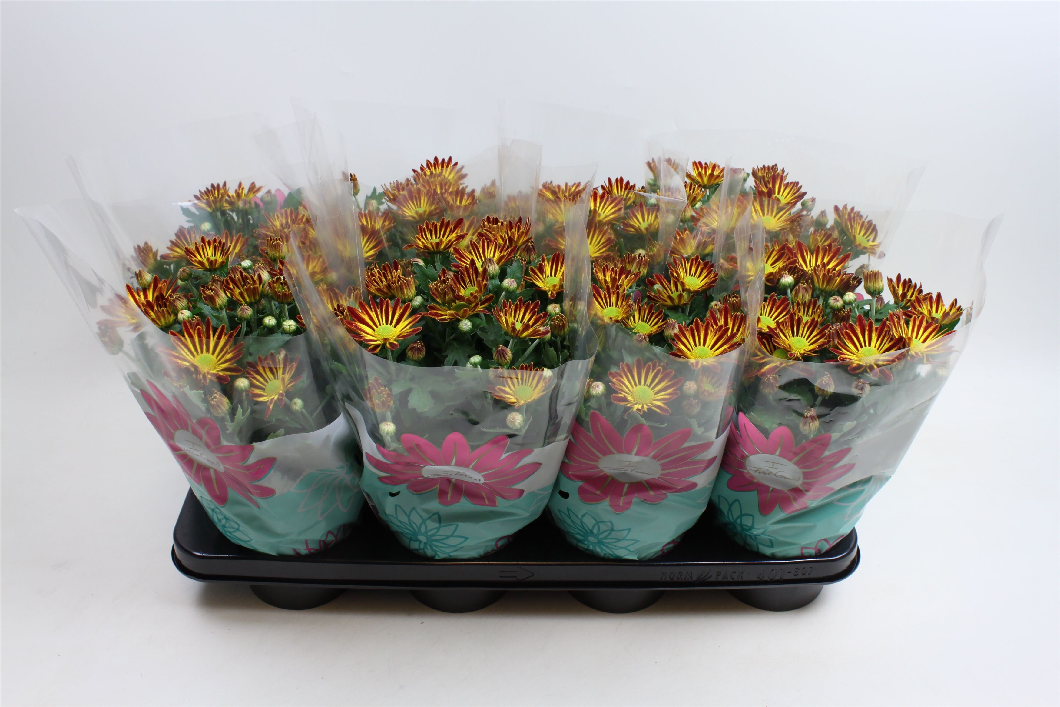 Chrysant Rainbow Circus Stadium 2, D 14