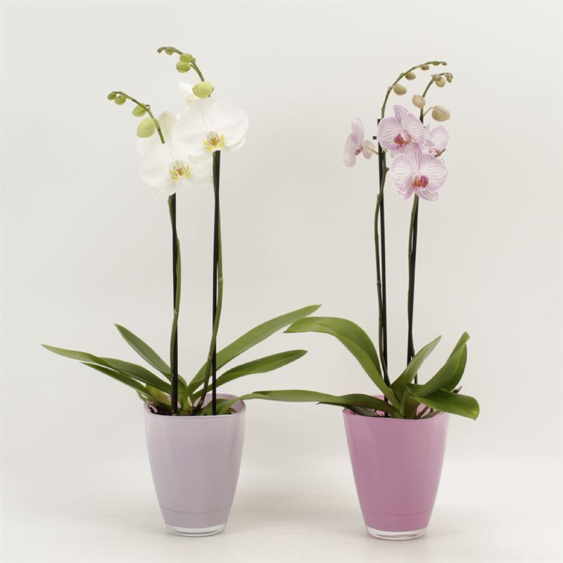 Phalaenopsis gemengd 2 tak gemengd in pastel bombay glas, D 12