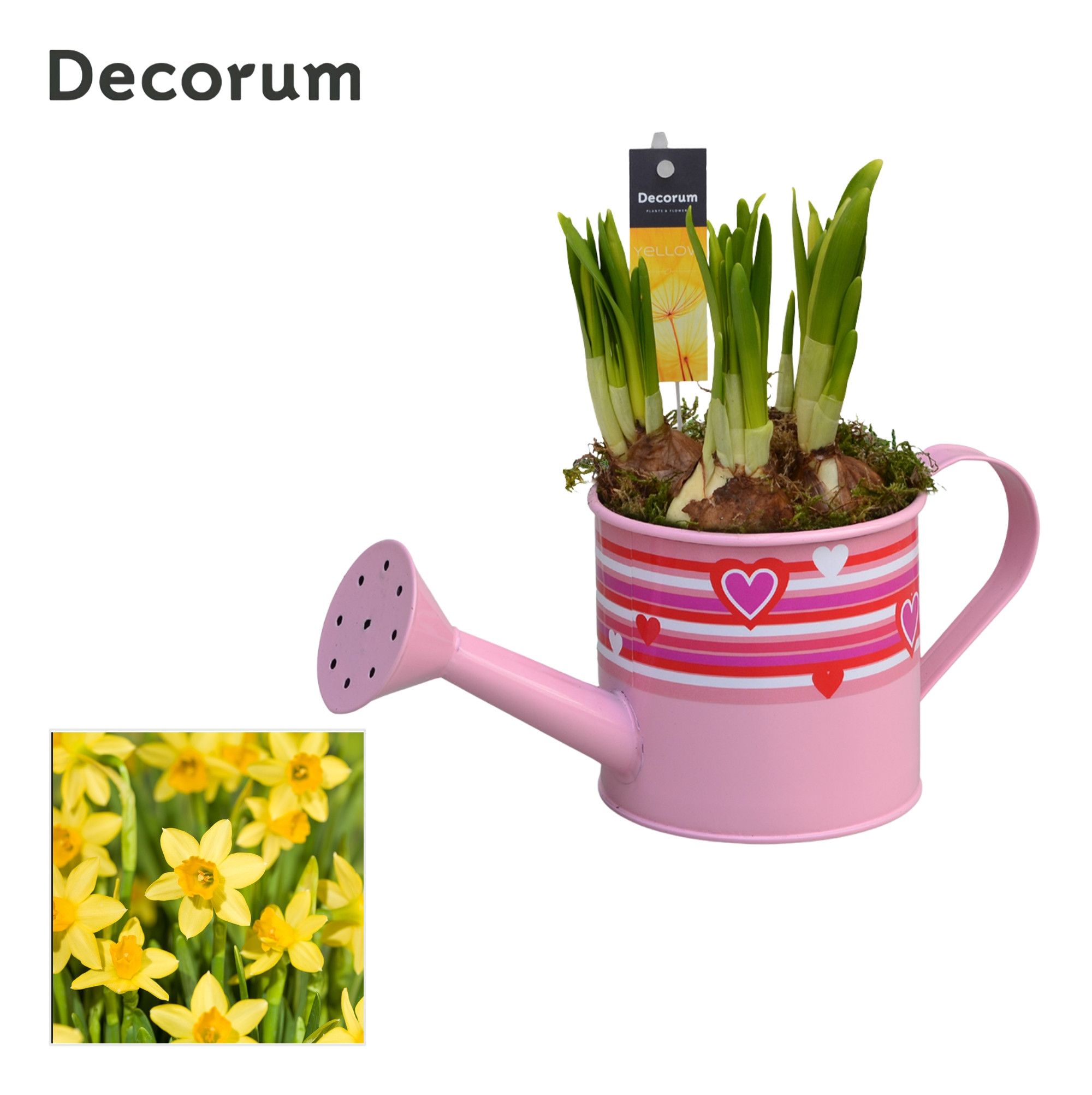 Narcis Full of Love GM HL14707, D 10