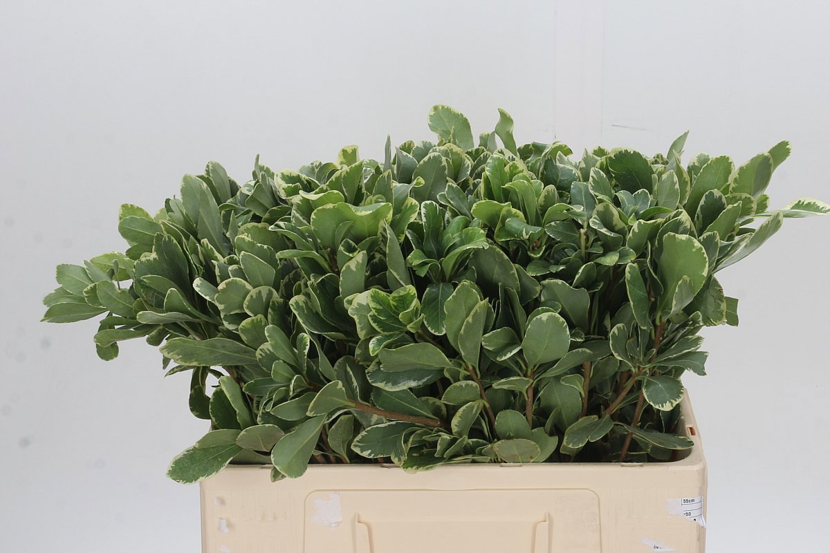 Питтоспорум Илан 55 (зелено-бел.), шт.