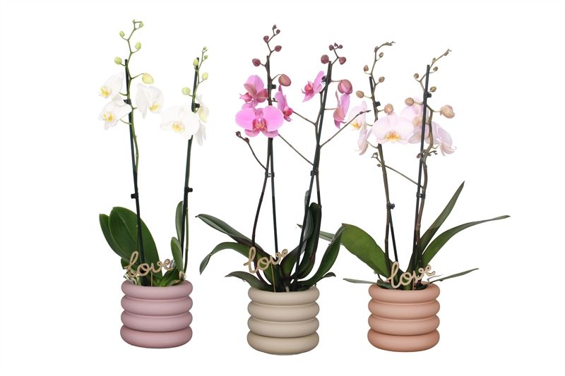 Dolomite p12 Emily mix Phal mix 2T14+, D 12