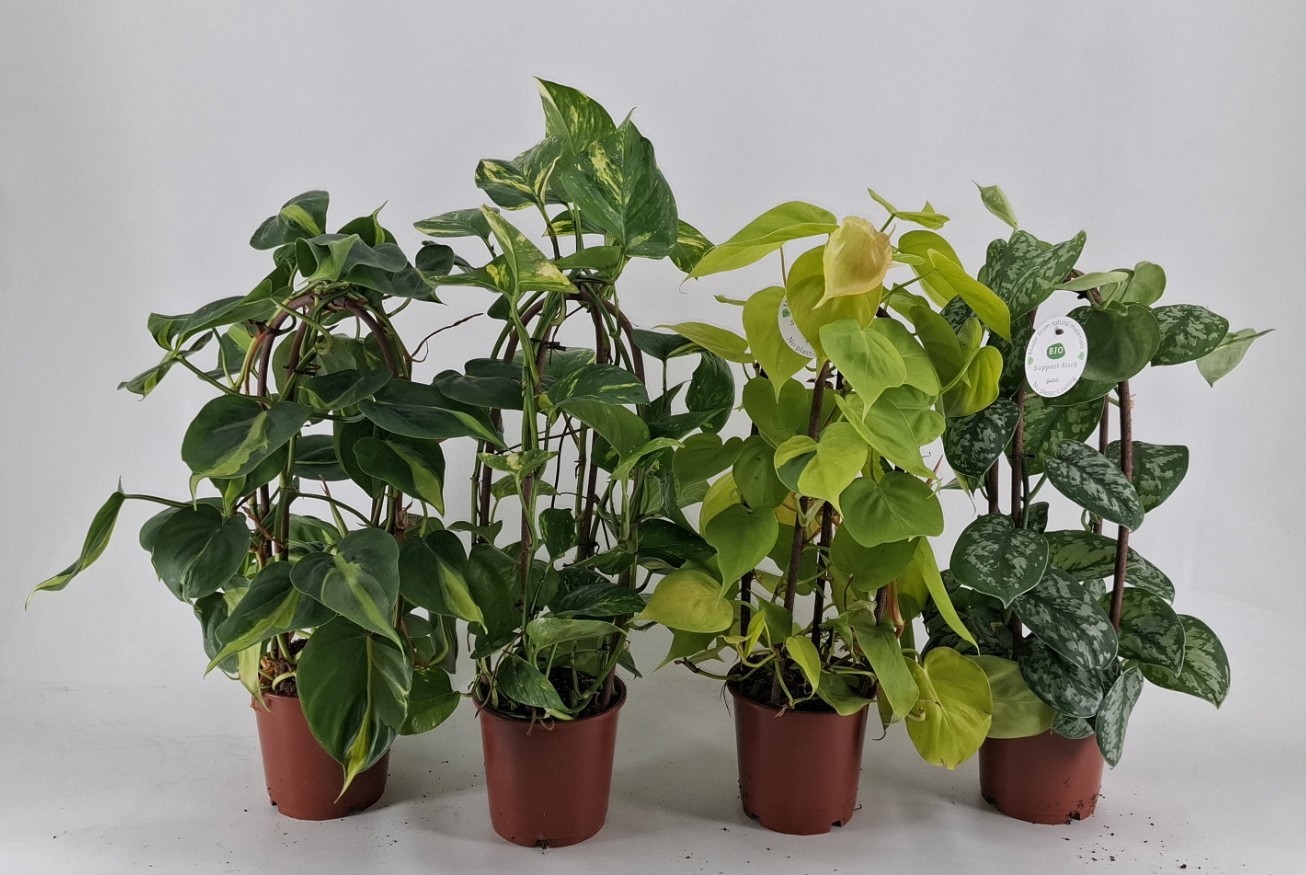 EPIPREMNUM MIX kratiste klimstok 40 CM, D 14