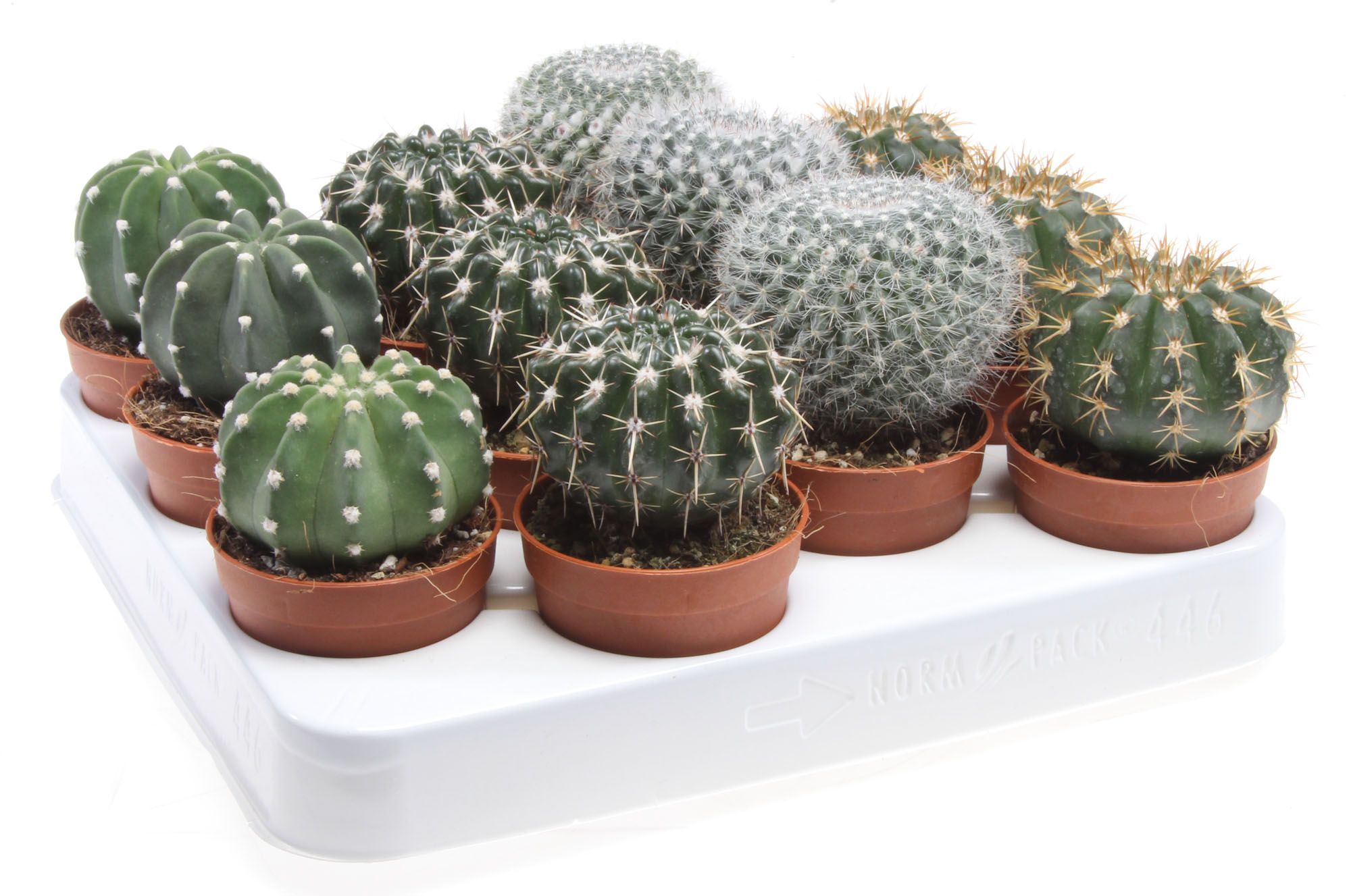 Cactus bol mix, D 6,5