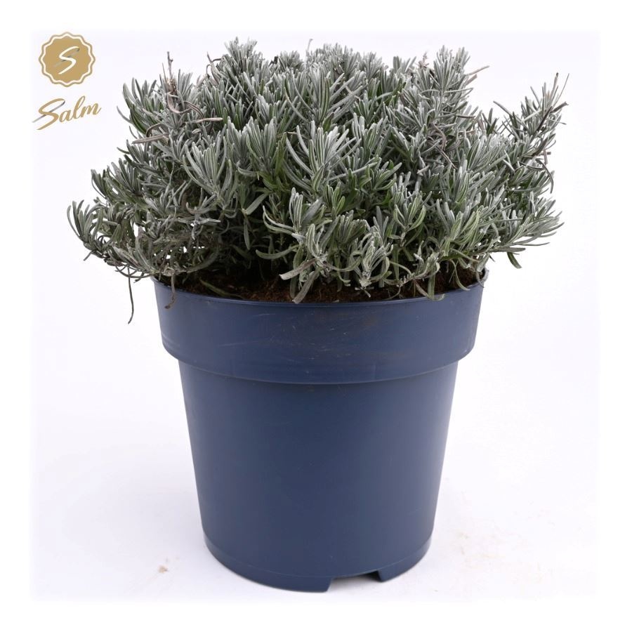 Lavandula ang. 'Felice Premium Provence'® P27, D 27
