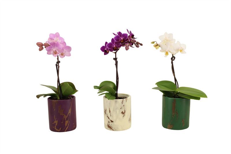 Levi p06 mix Tiny Dolls mix 1T07+ Aqu@, D 6