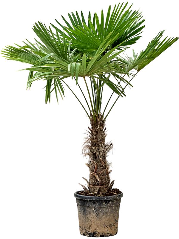Trachycarpus fortunei (180-200), D 40