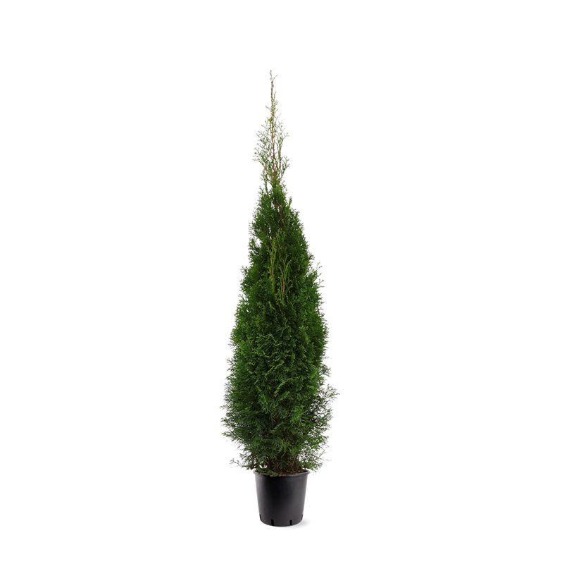 Thuja occidentalis 'Smaragd' (zonder etiket), D 28