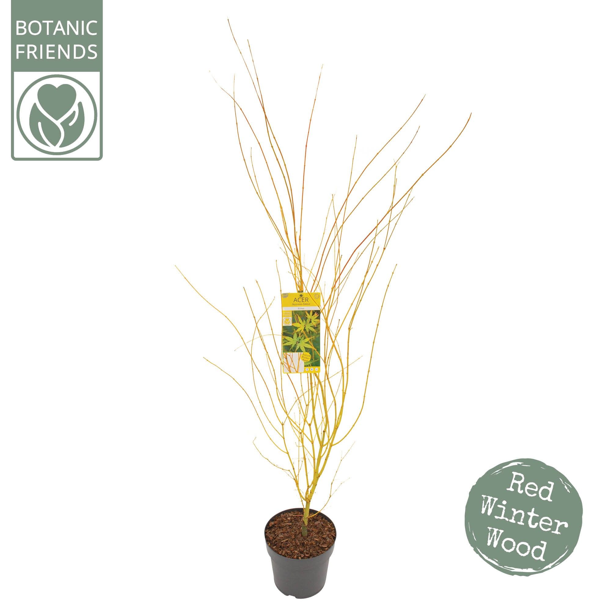 Acer palm. 'Bi hoo', D 29