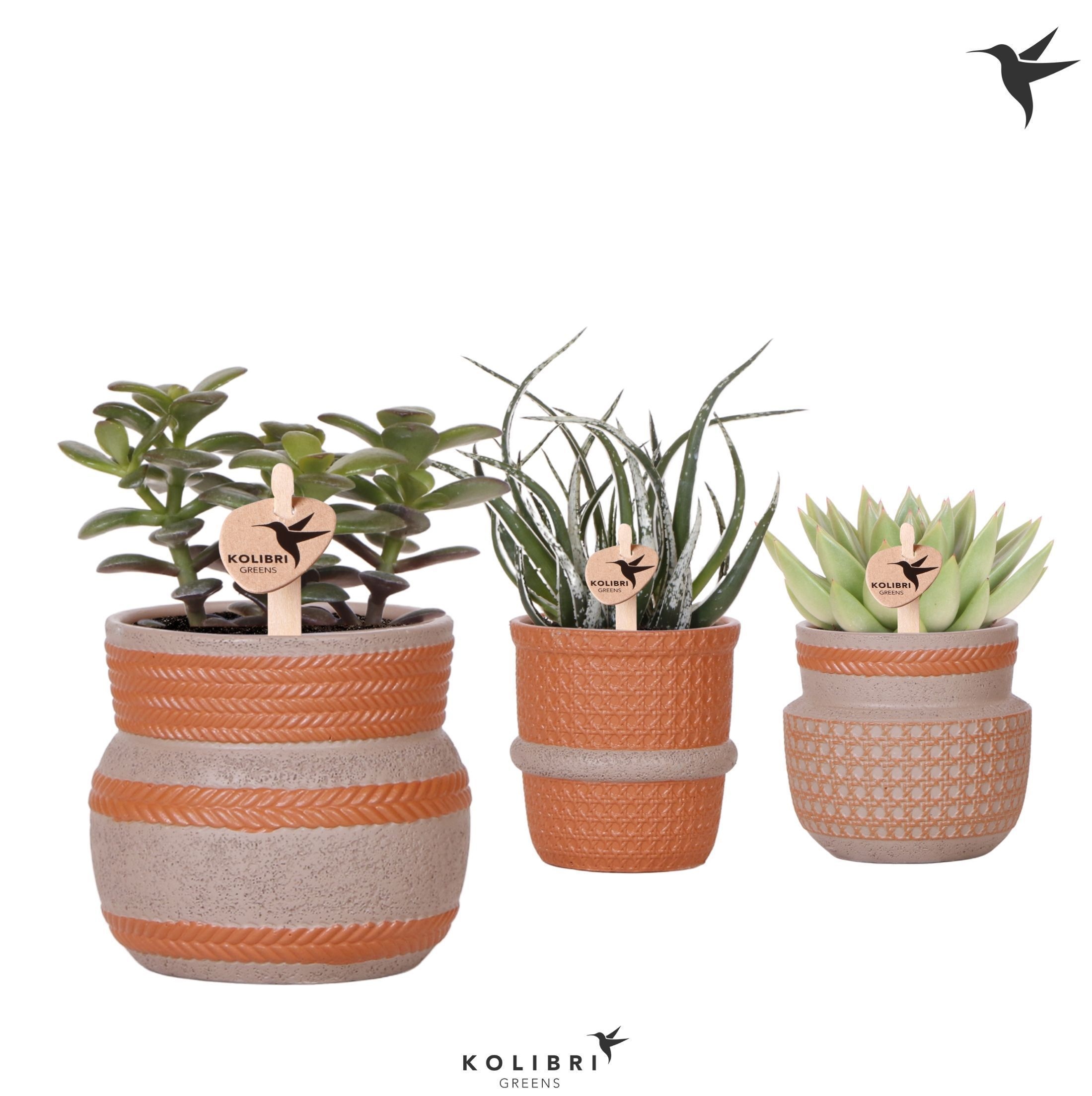Kolibri Greens Succulenten mix in Ethnic pot terracotta mix, D 9