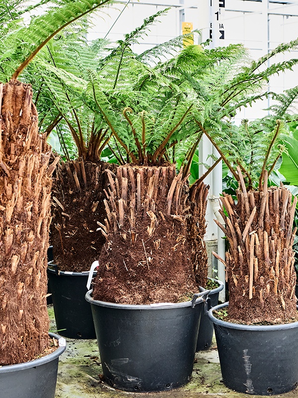 Dicksonia antarctica, D 60