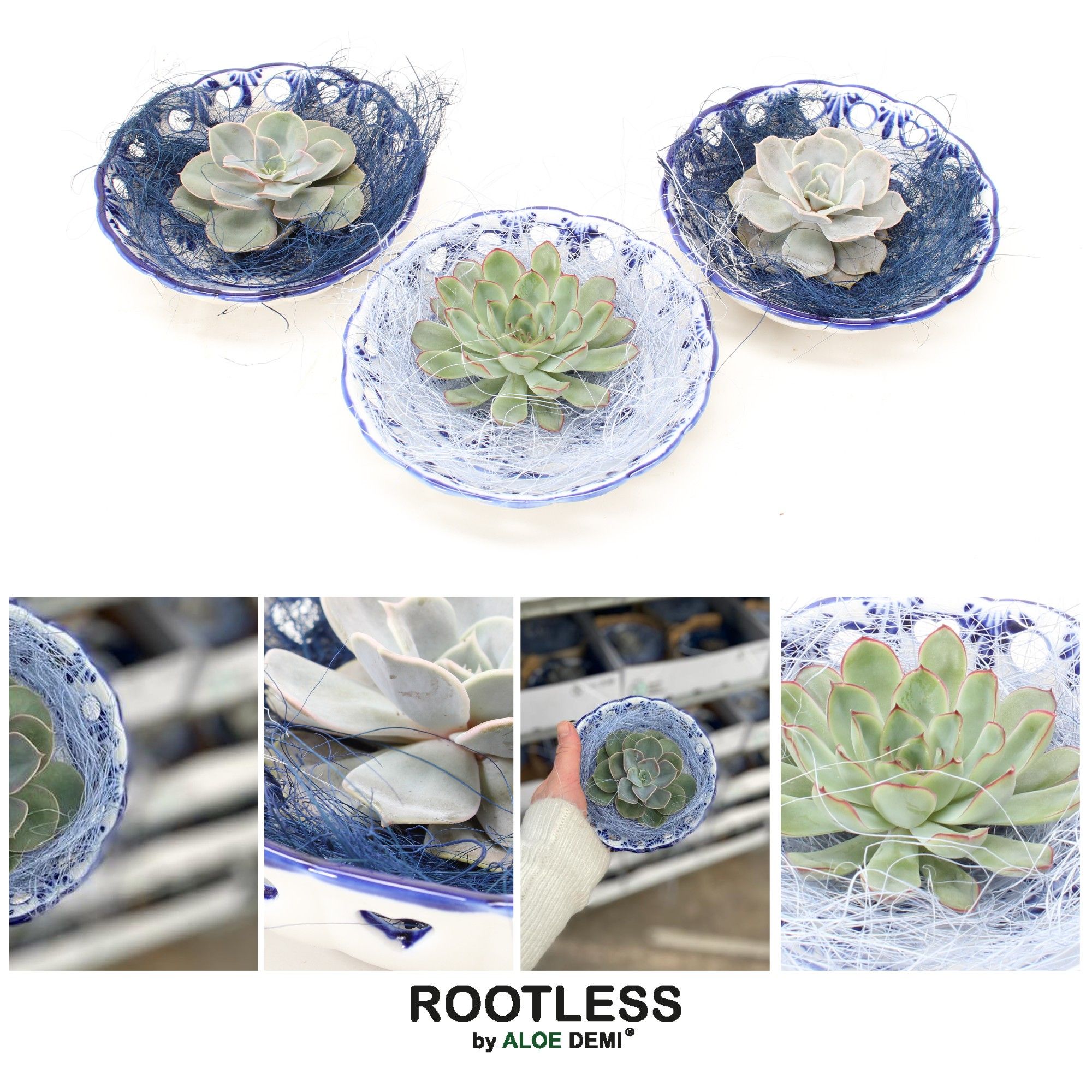 ROOTLESS Echeveria, Dutch Delft Blue bowl, D 14 cm