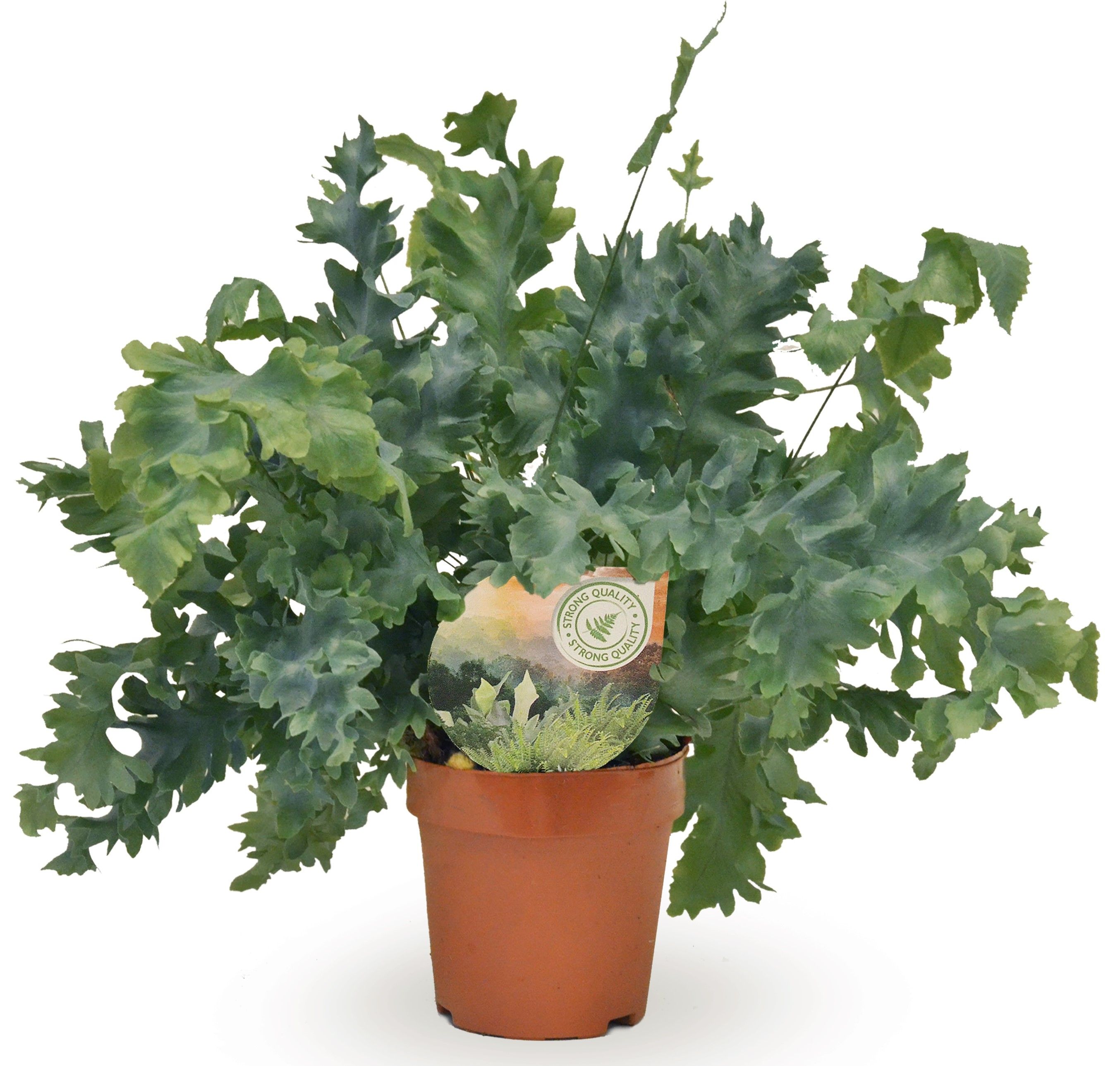 Phlebodium Davana, D 12