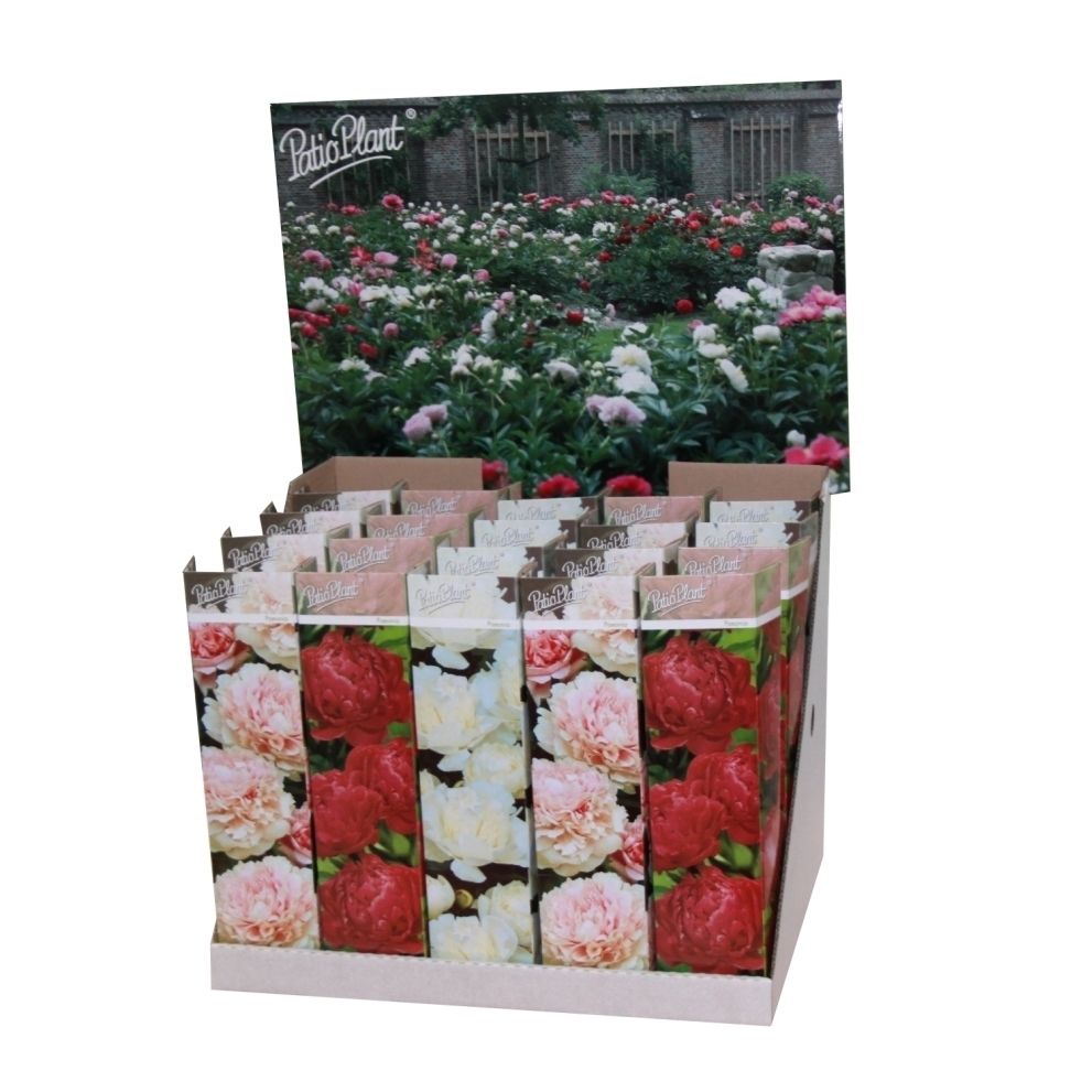 Paeonia mix, D 9