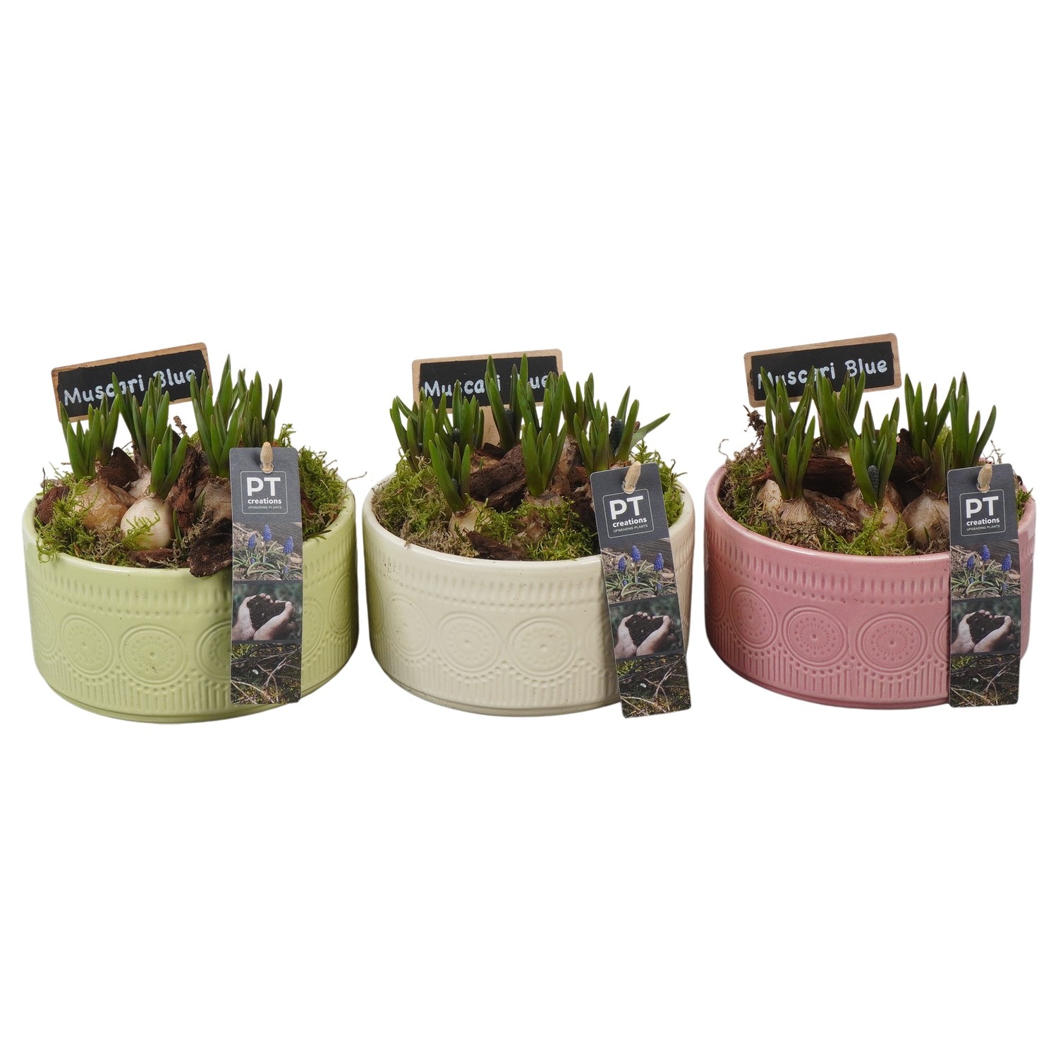 PTMB6306 Arrangement Muscari Blue in keramiek mix, D 15