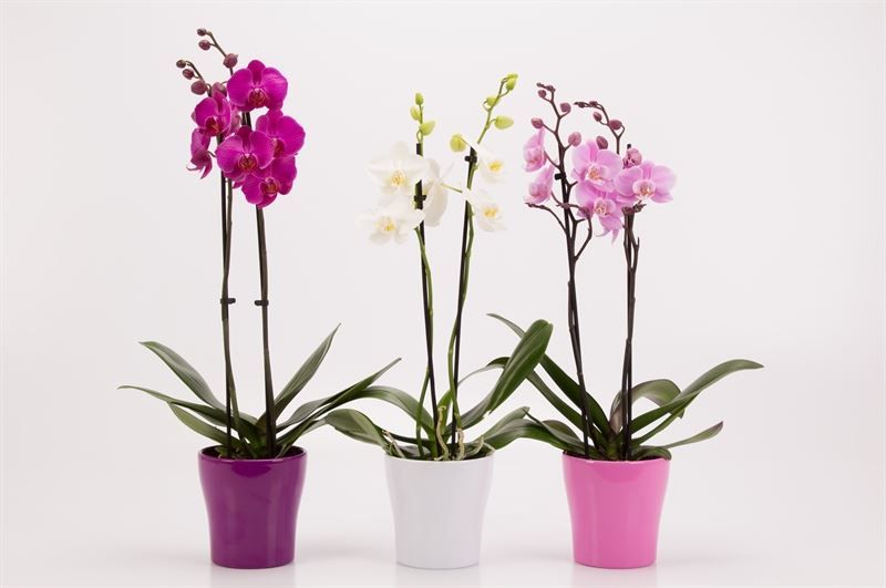 Phalaenopsis gemengd 2 Tak mix keramiek ton sur ton, D 12