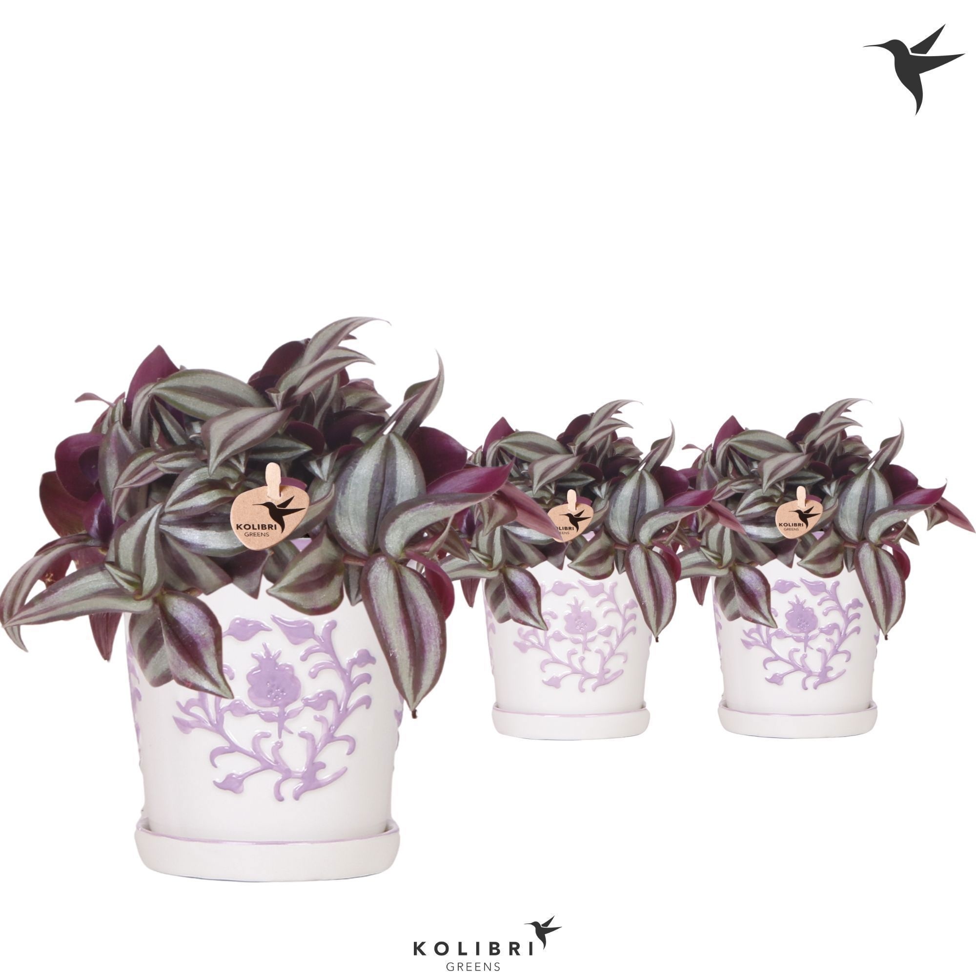 Kolibri Greens Tradescantia Zebrina in Malaga pot lila mix, D 9