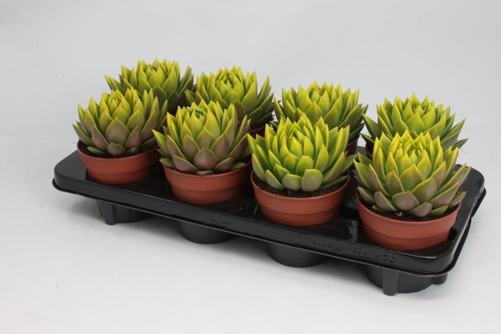 Miranda coloured yellow festival, D 12