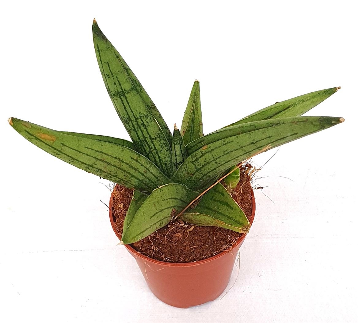 Sansevieria 'Brave Guy', D 5,5