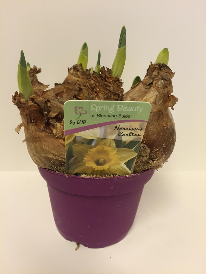 NARCISSUS INCOMPARABILIS 'CARLTON', D 11