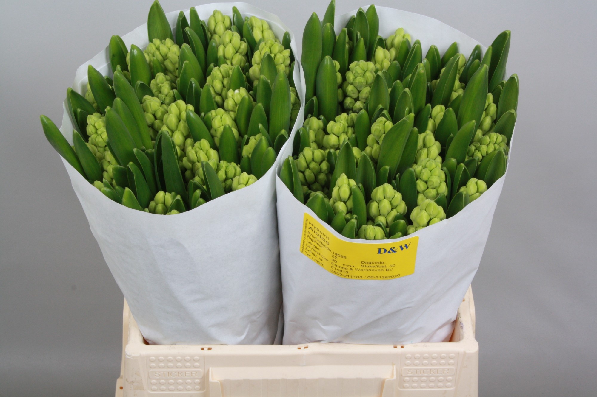 Гиацинт Айолос, шт.