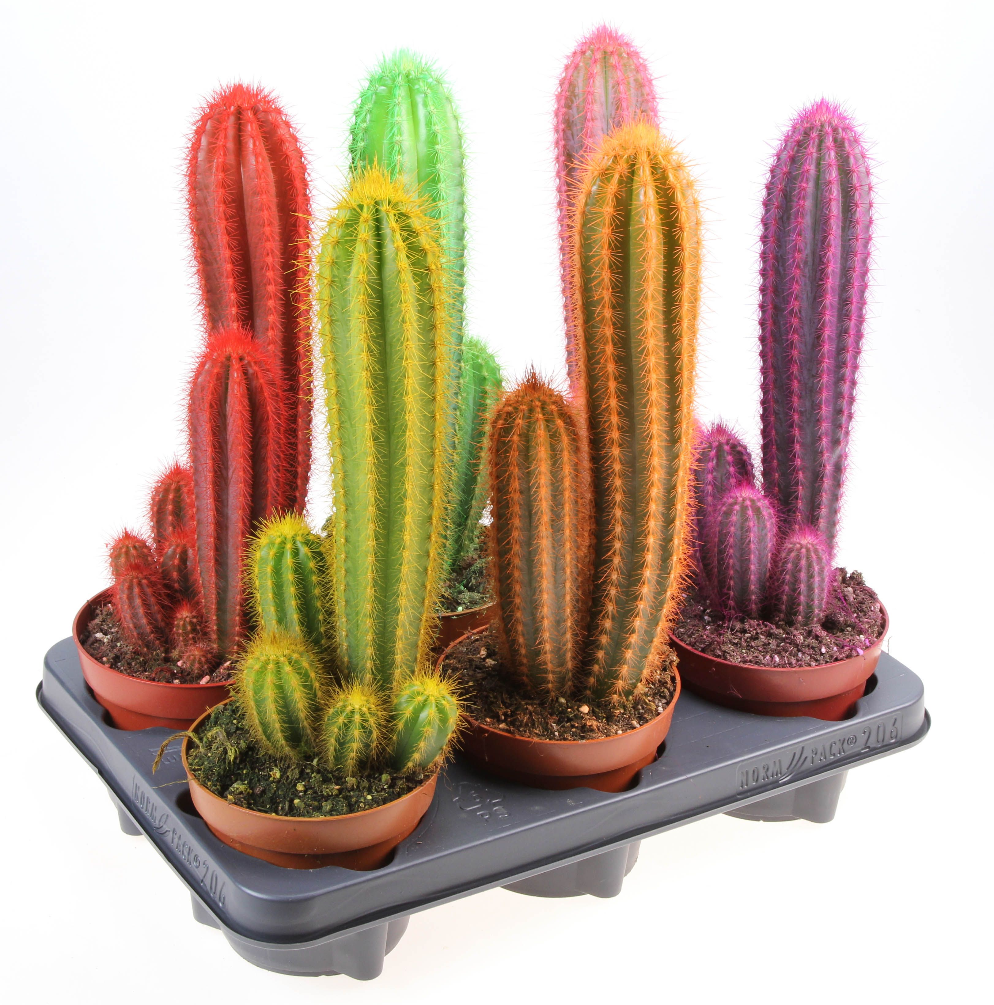 Rainbow cactus zuil mix XL, D 12