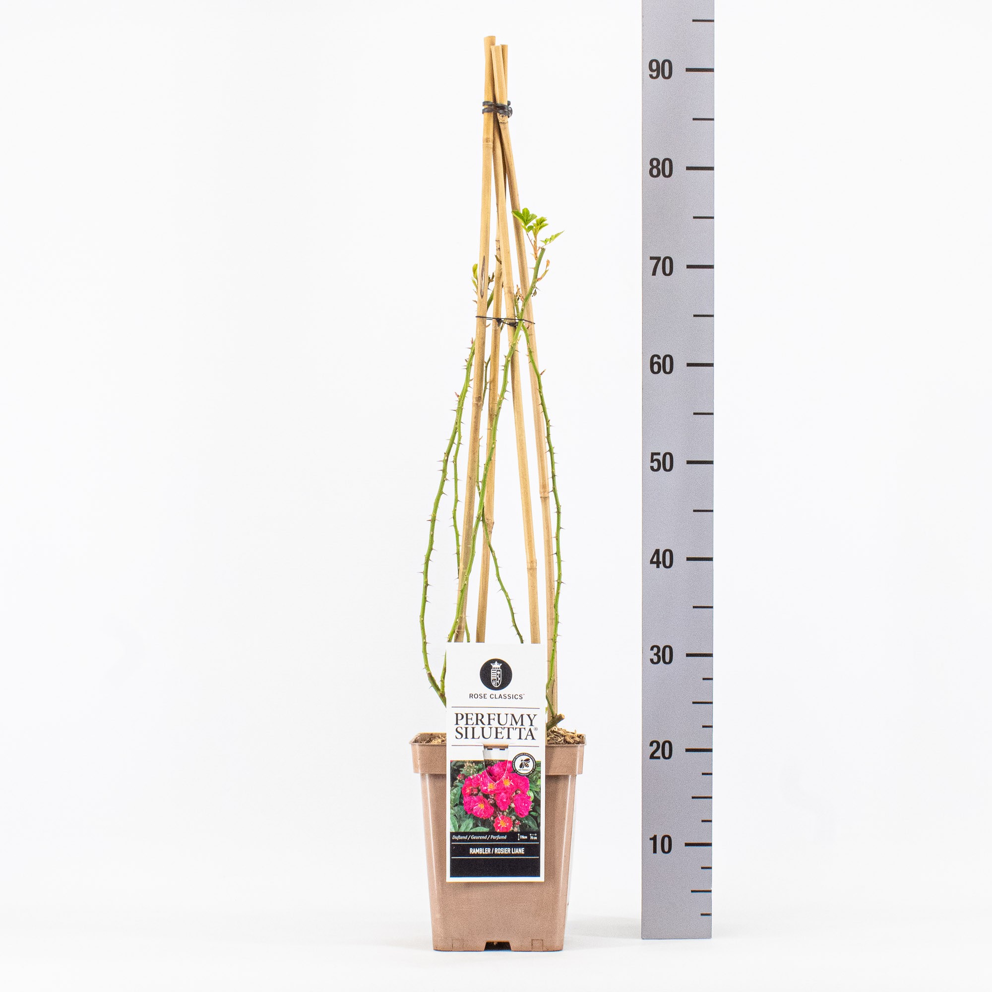 Rosa (Rambler), Perfumy Siluetta ®, C5 4 stok 90cm, D 23