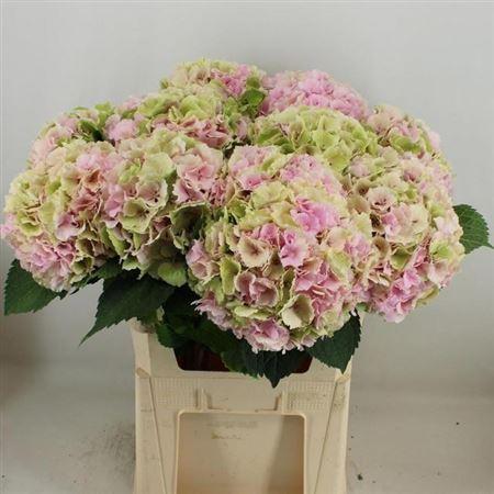 Гортензия Верена Классик 80 (зелено-красн.), шт.