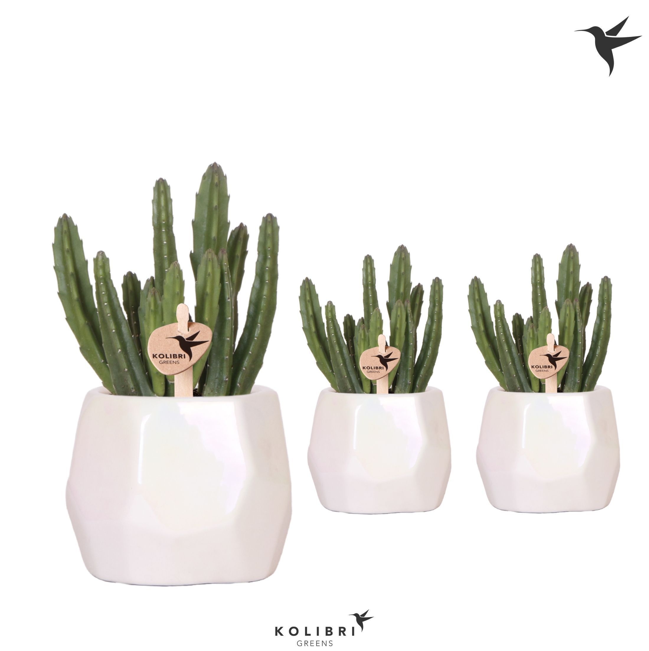 Kolibri Greens Stapelia Leendertziae in Pearl pot travertine, D 9