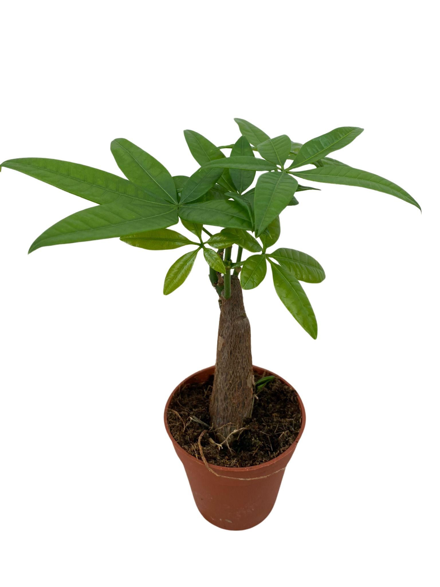 Pachira Aquatica p9, D 9