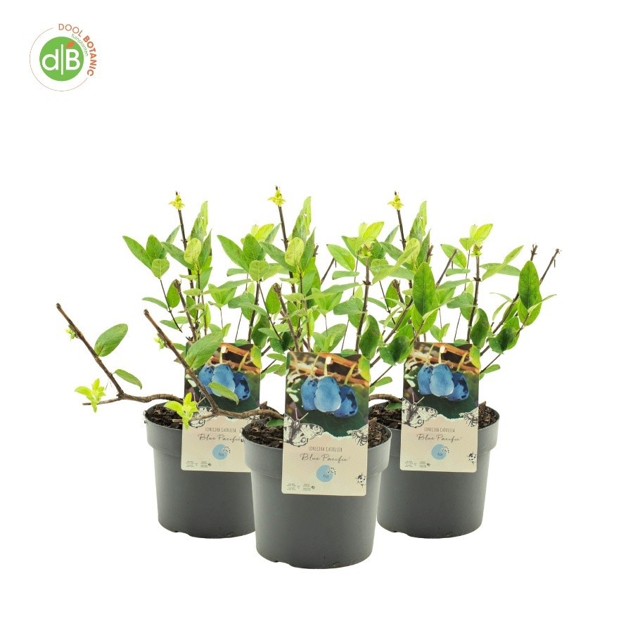 Lonicera caerulea 'Blue Pacific', D 19