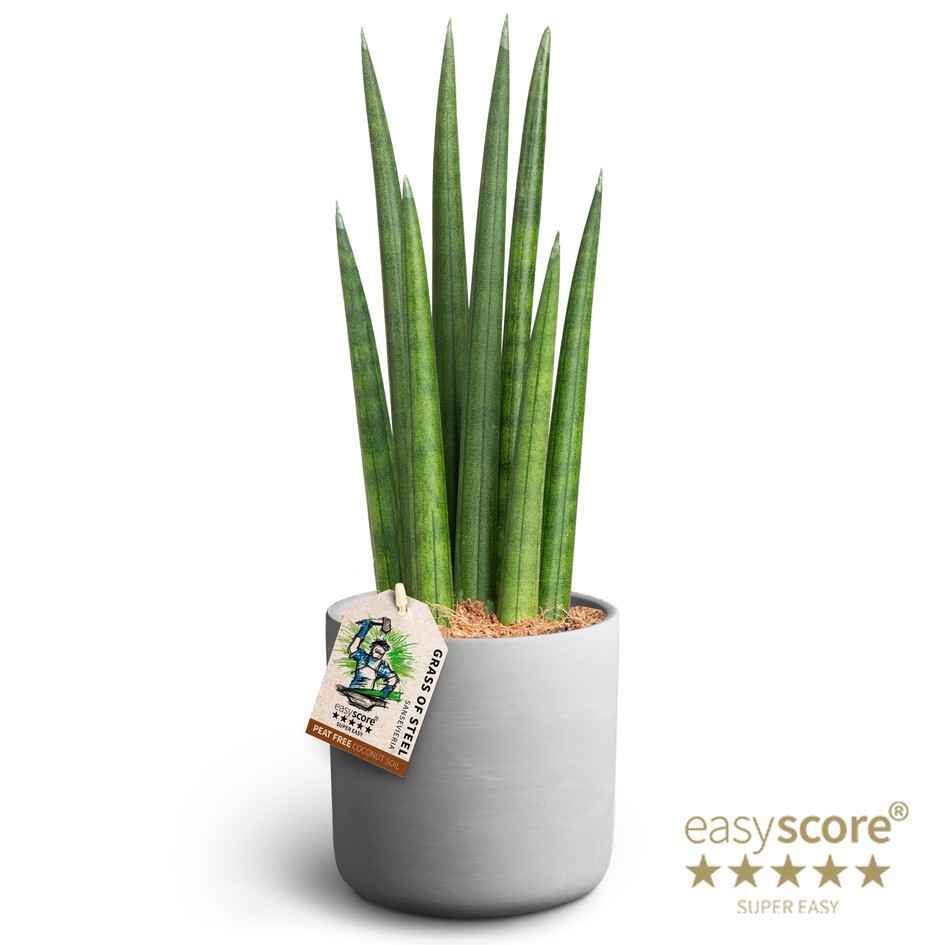 Raw Grey, Sansevieria ´Rocket´, D 12
