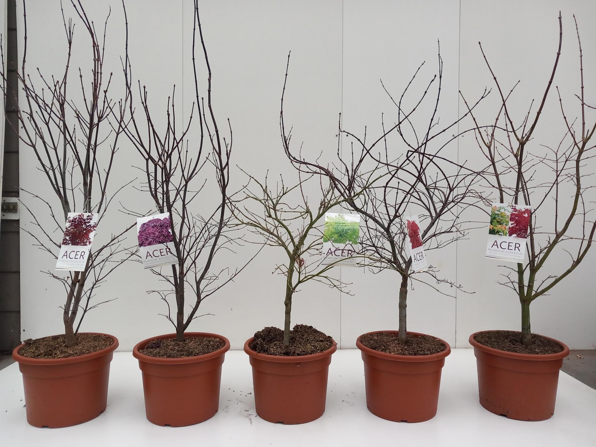 Acer palmatum mix C15, D 32