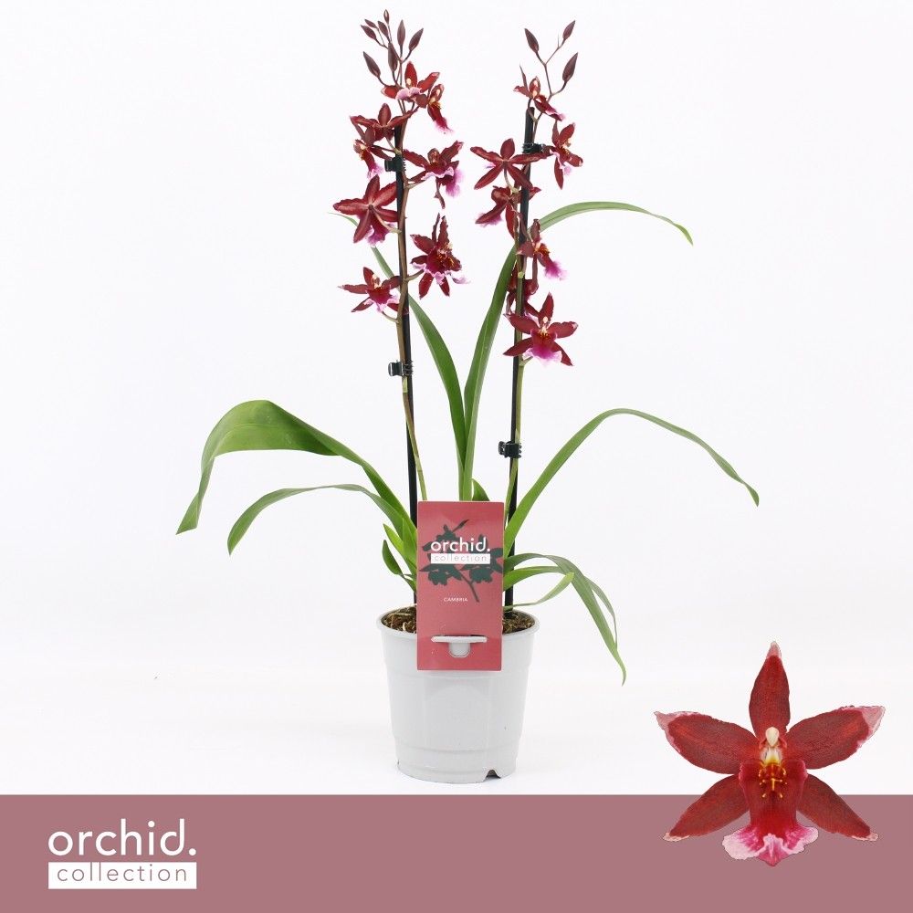 Barrocco Red, 2-spike 'Orchid Collection', D 12