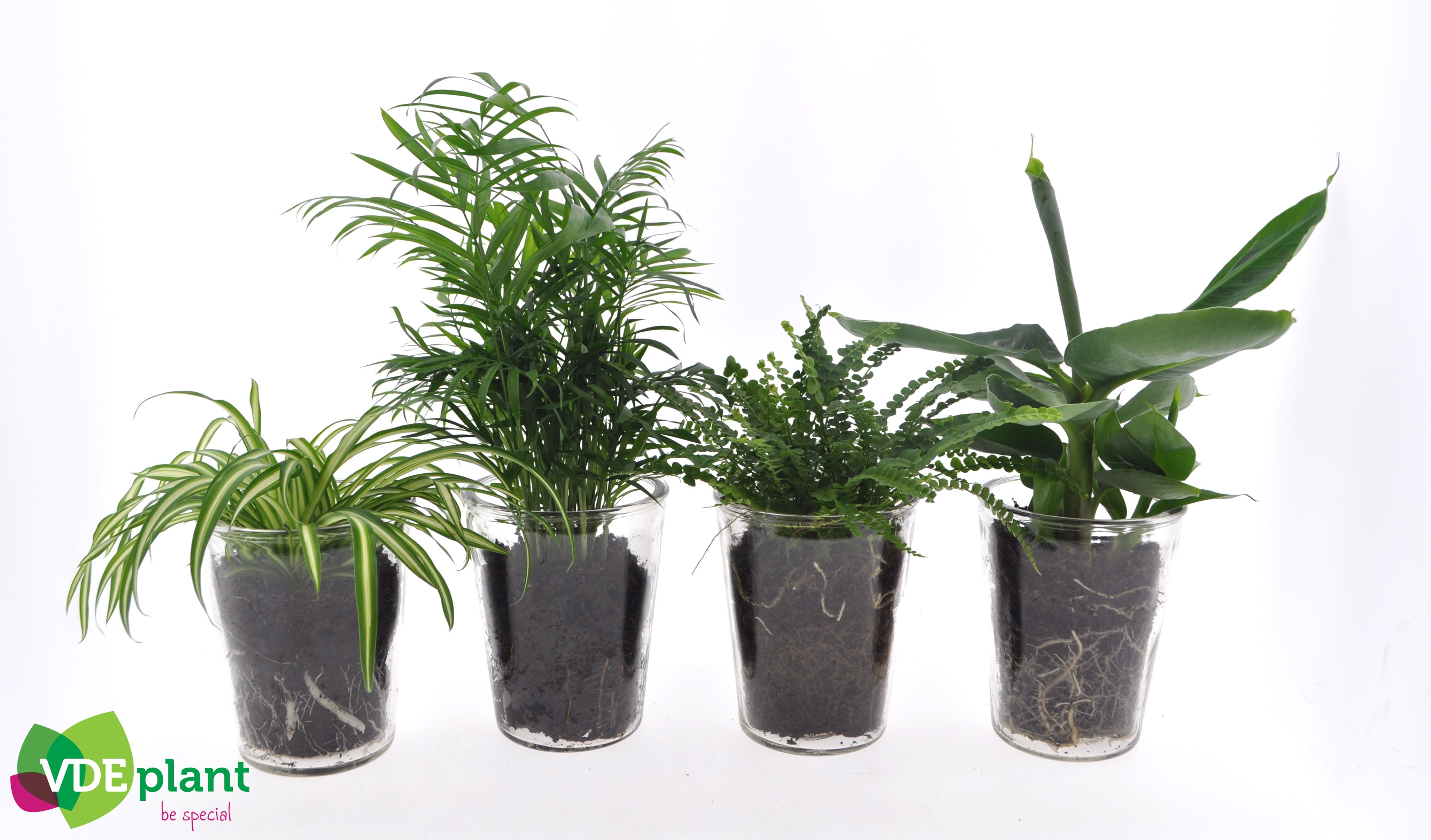 Fresh Green mix in Vaasglas, D 12