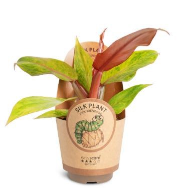 PHILODENDRON ERUBESCENS 'Orange marmalade', D 11