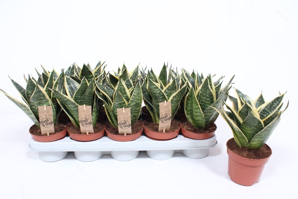 Sansevieria Golden Edge Hahnii, D 12