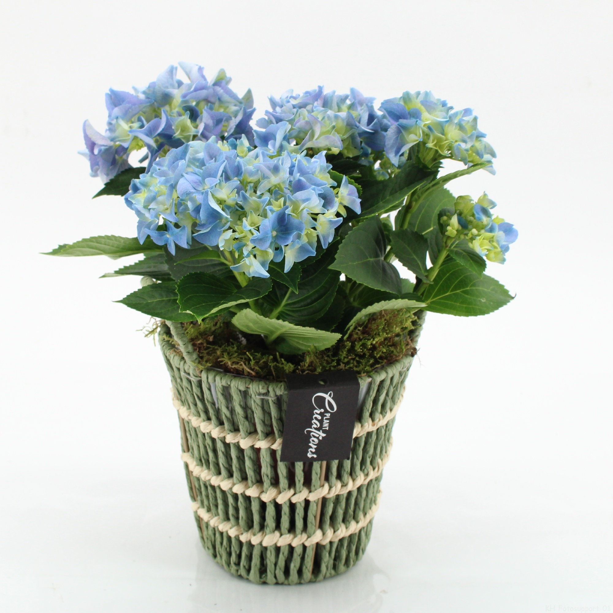 KHCR-2601B Hydrangea creations, D 16