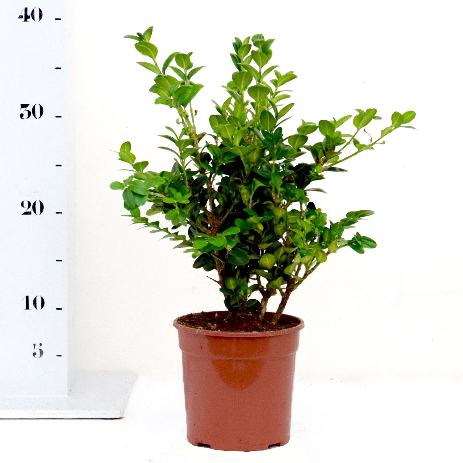 Buxus sempervirens Rotundifolia 25-30cm struik, D 13