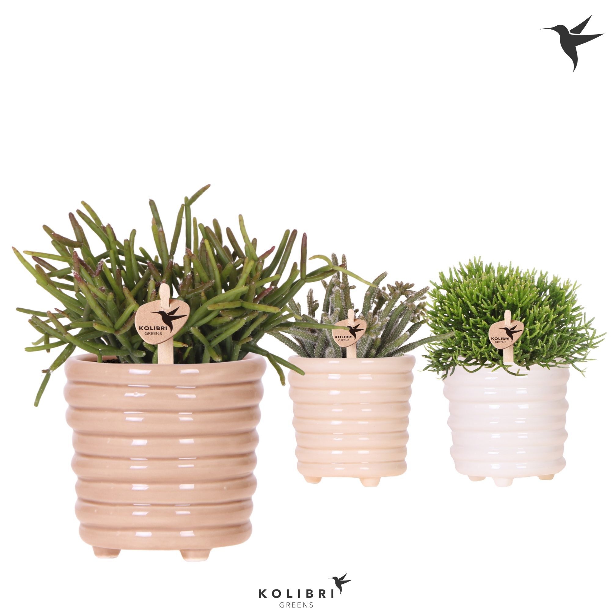 Kolibri Greens Rhipsalis mix in Ring pot mix, D 9