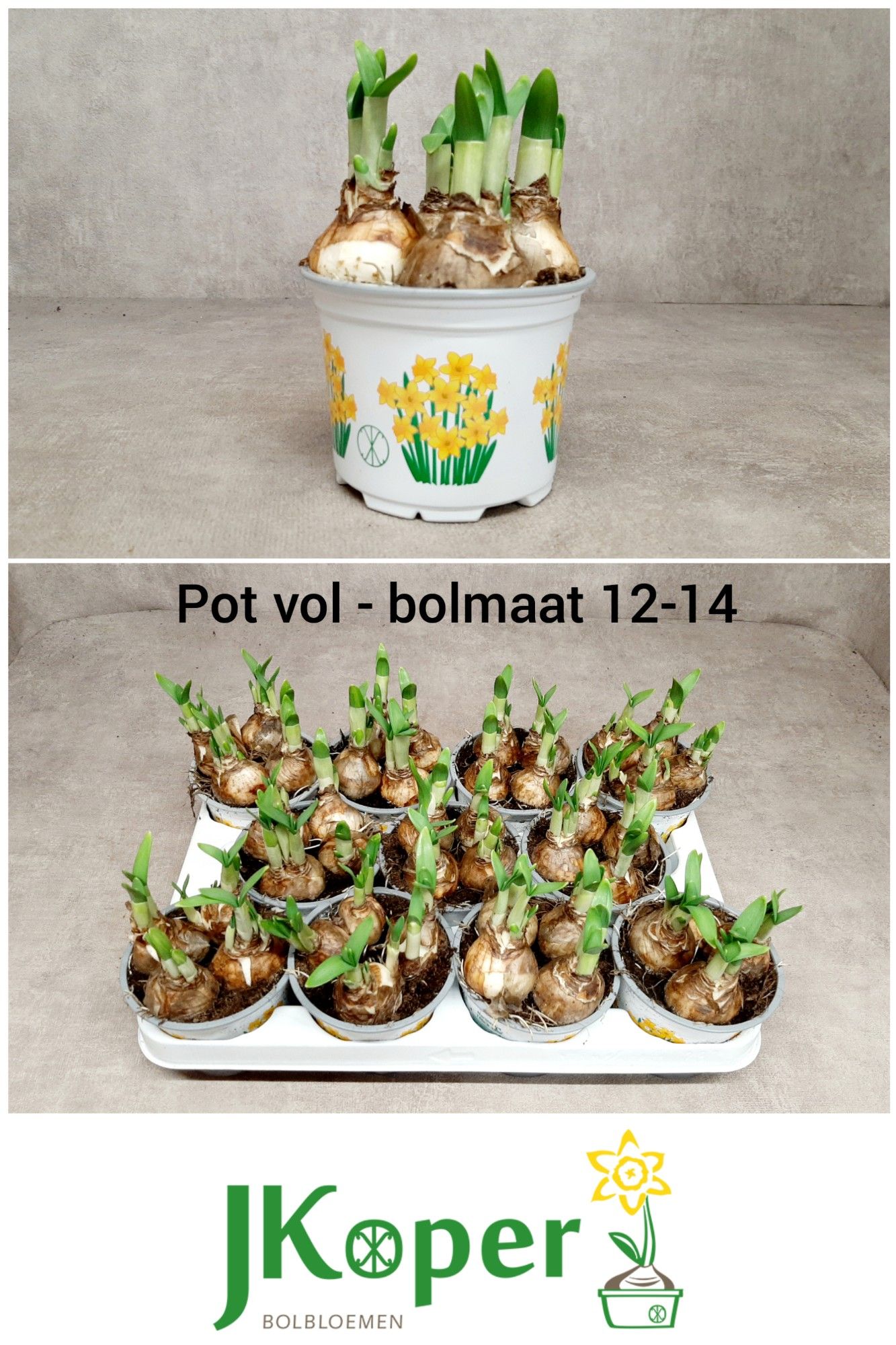 Narcis Tete a Tete 10,5 cm, D 10,5