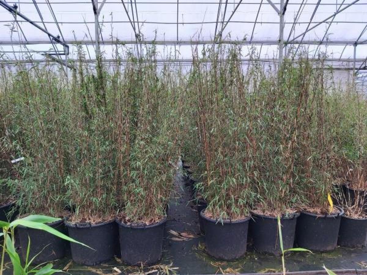 Fargesia 'Jiuzhaigou 1', D 48