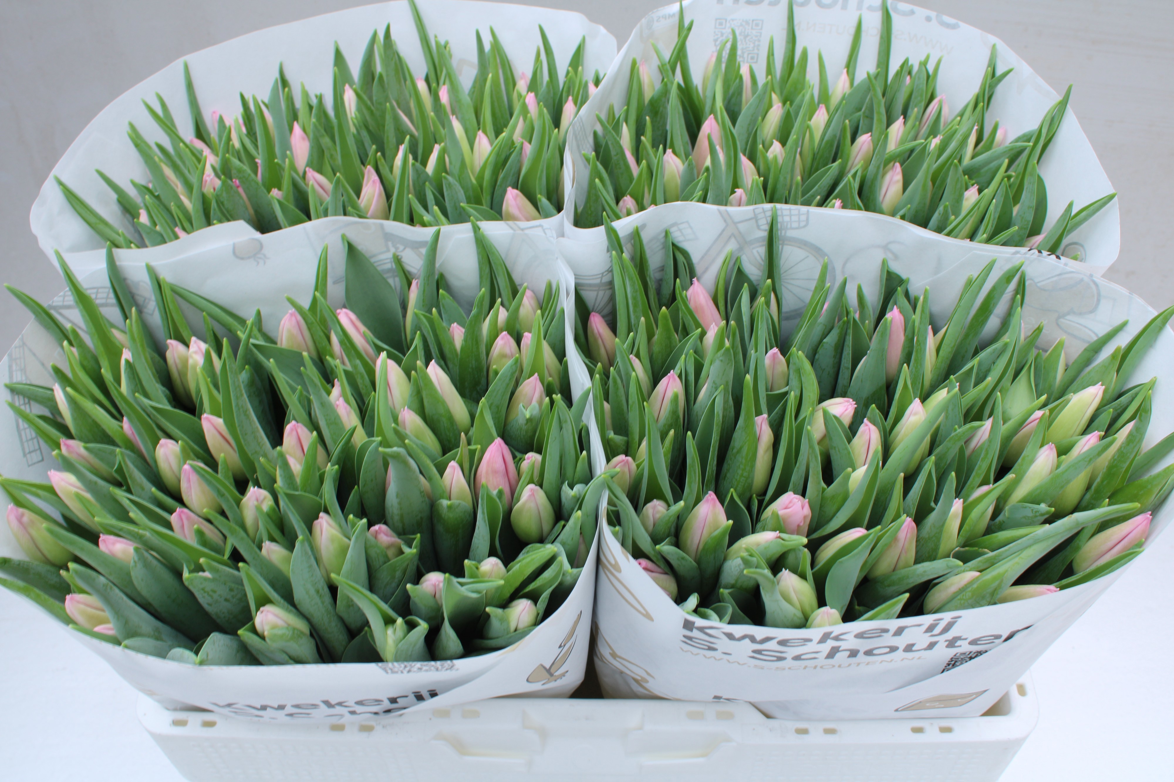 Тюльпан од. Аафке (светло-роз.), шт.