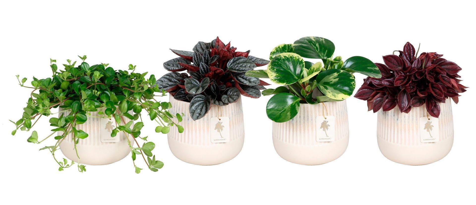 L 67426 With Peperomia Mix 12 cm, D 12