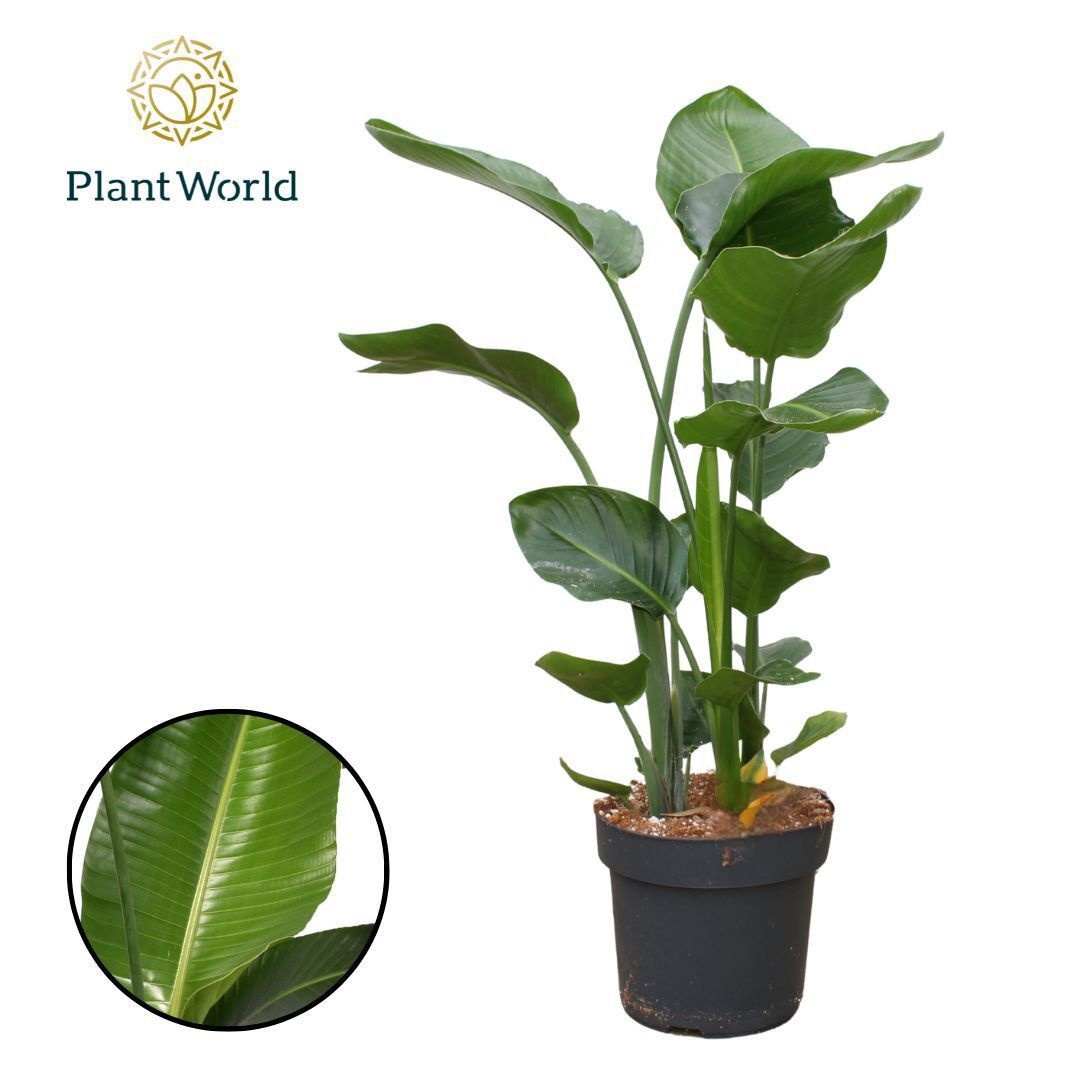 Strelitzia Nicolai 3 PP (zonder bloem) 100-120cm, D 24