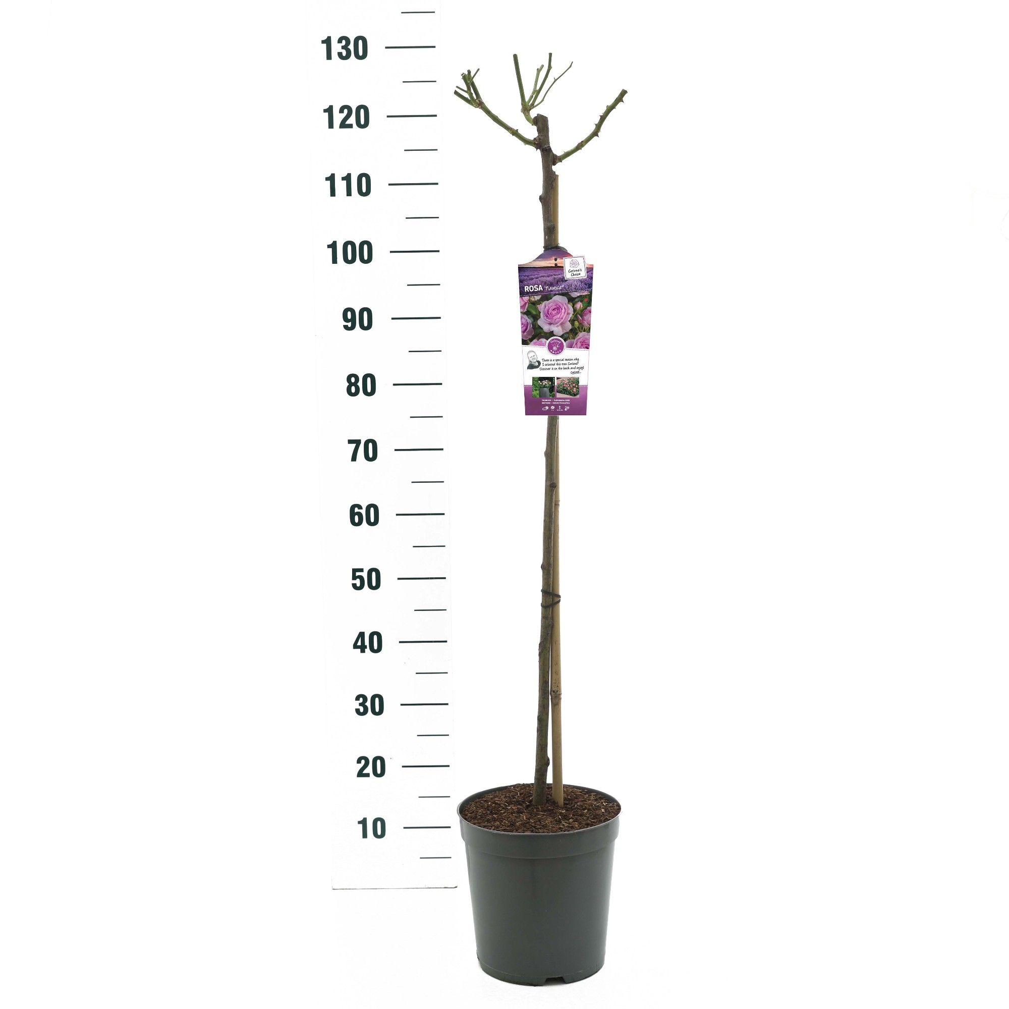Rosa 'Nautica' - 90 Stam - Exclusive Collection, D 24