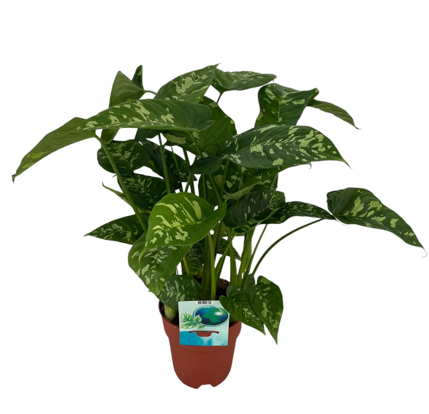 Homalomena Candid (Peat Free / Veenvrij), D 19