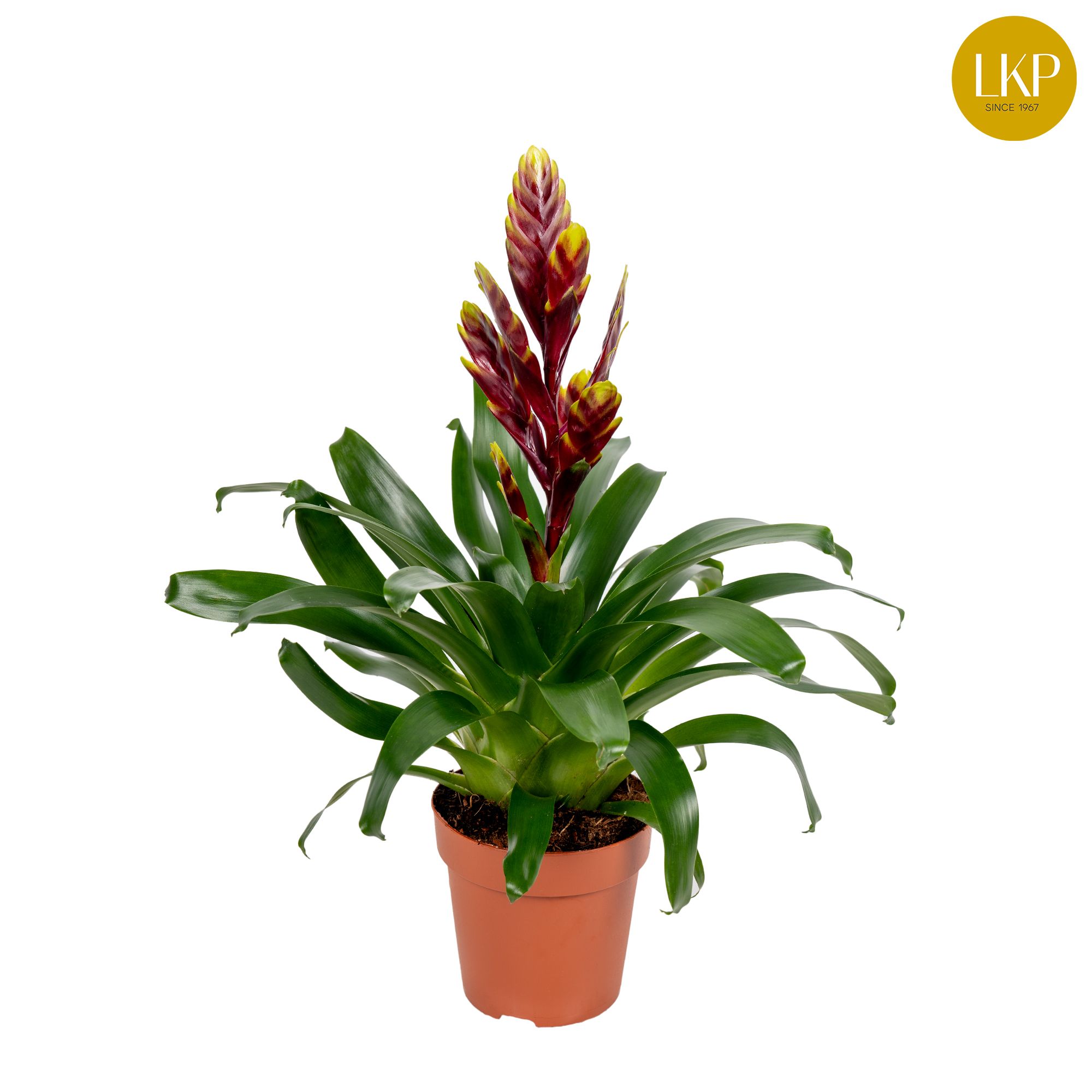 Vriesea Int Purple flame Paars (Zonder Hoes), D 12