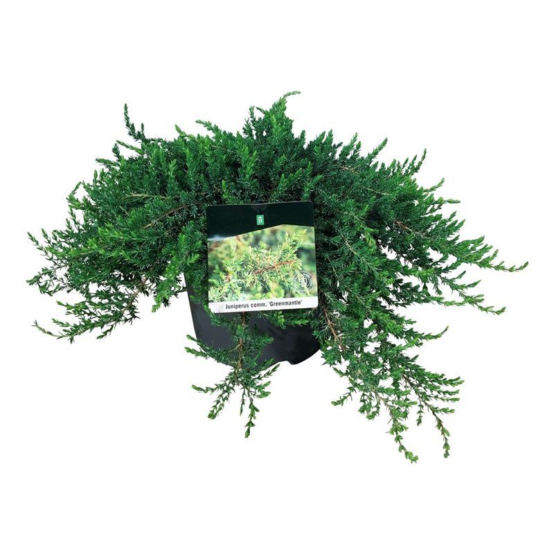 Juniperus comm. 'Greenmantle', D 24