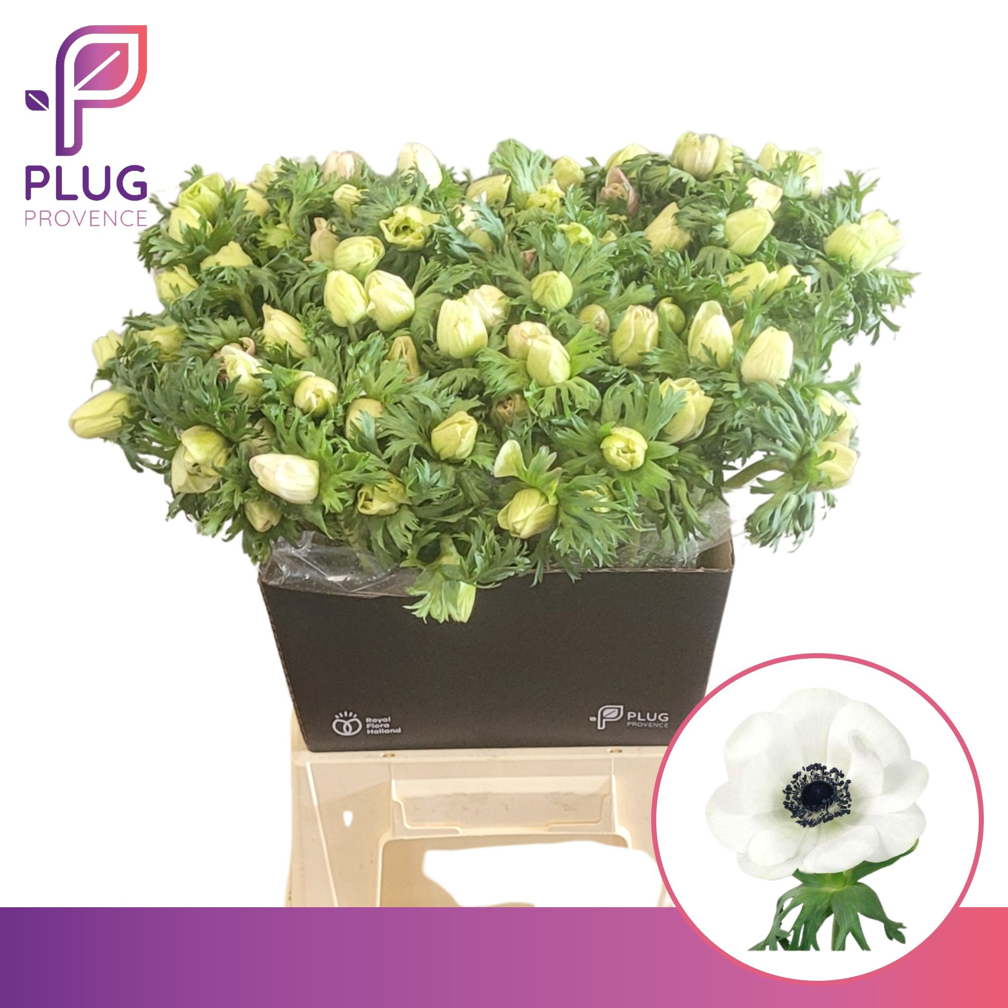 Анемон Мариане Панда 55 (бел.), шт.